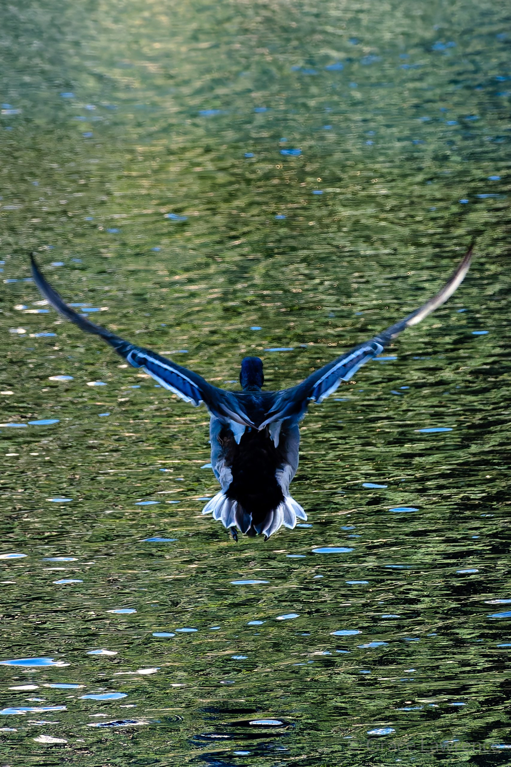 Duck flying over rippled water with its wings raised. The water reflects the colors of the duck and the trees in the park.