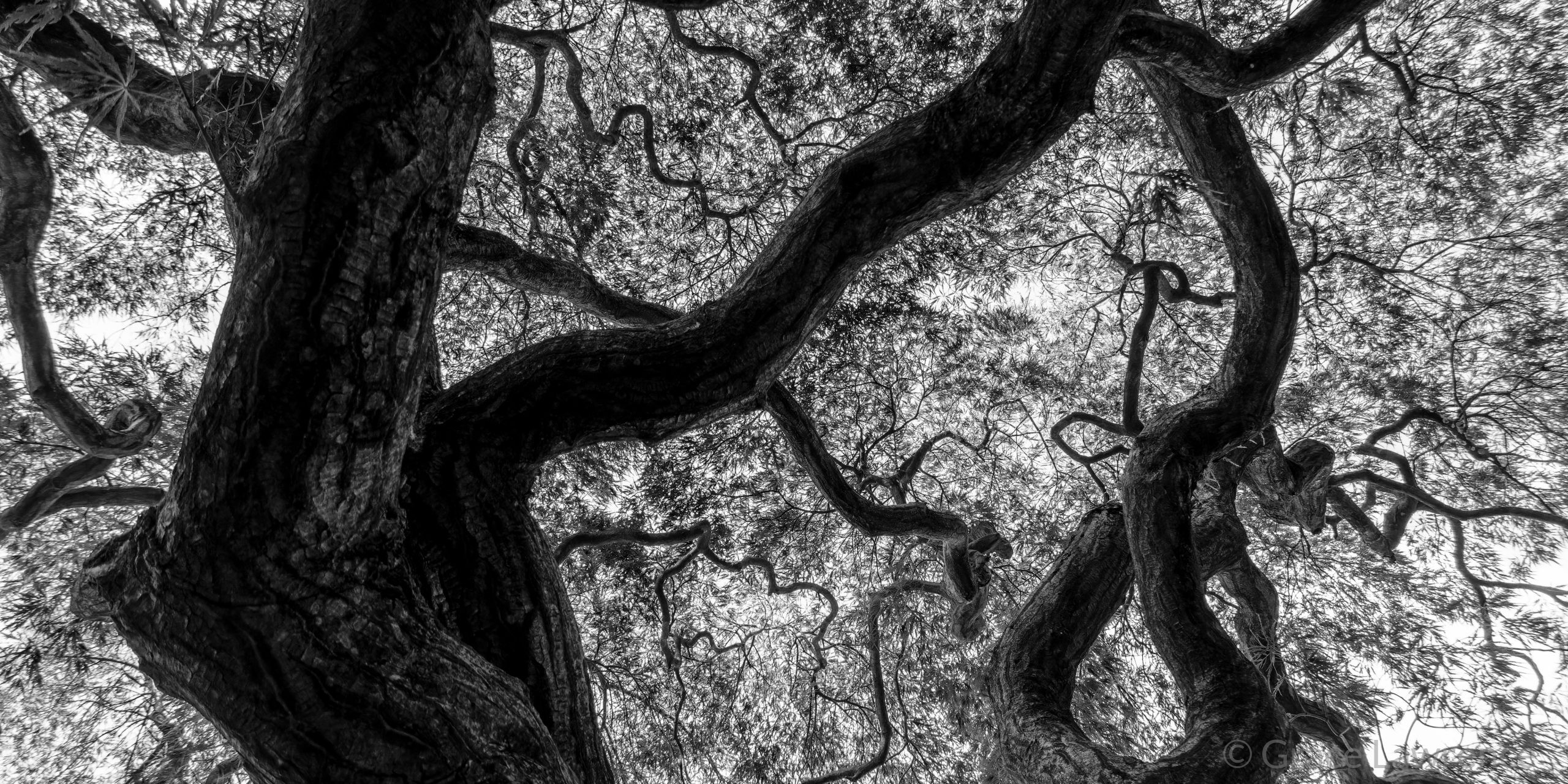 Black and white photograph of a tree, showing the roots from above and how they branch out with leaves.