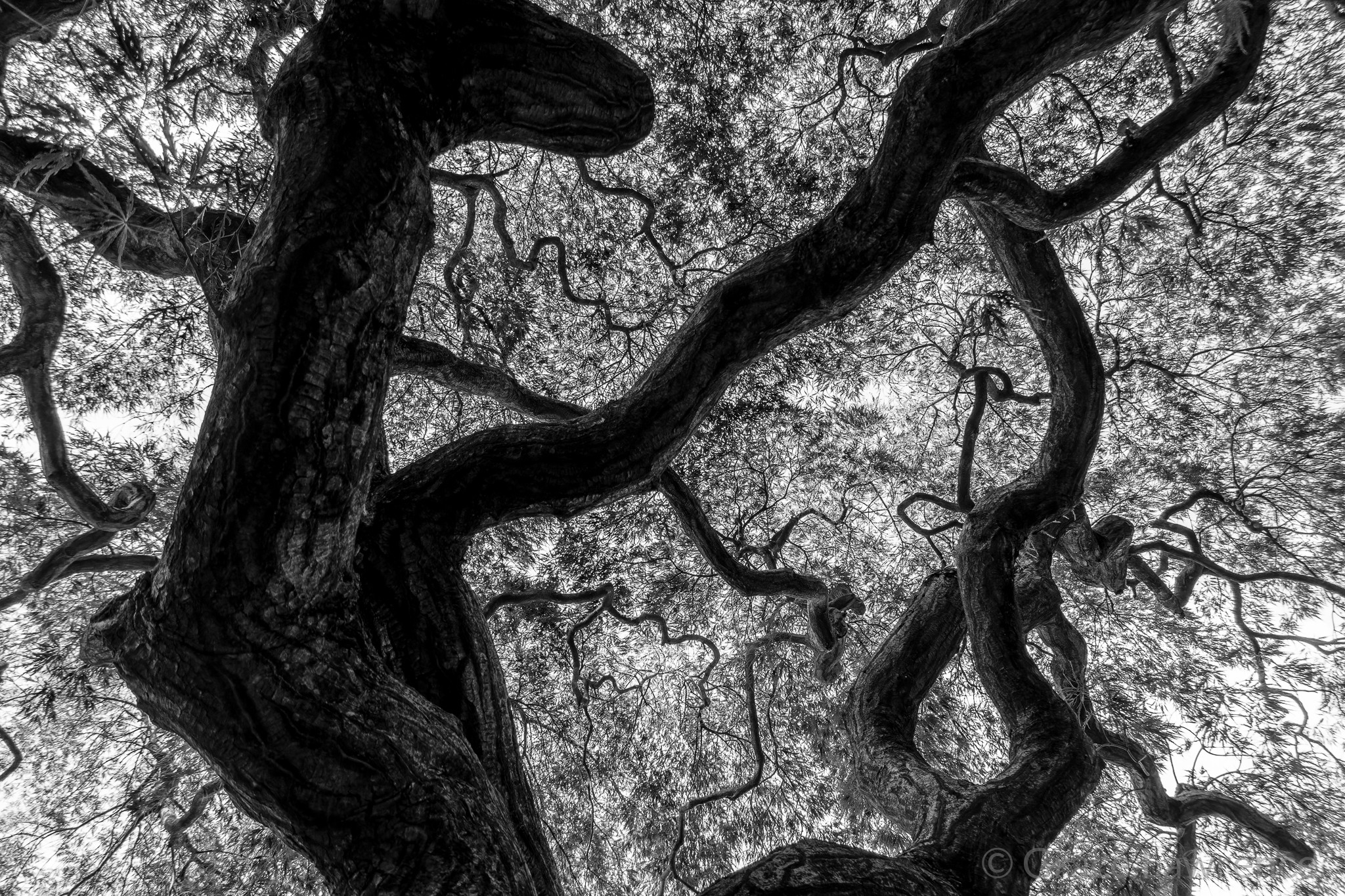 Black and White photograph of a tree shown in silhouette with the branches in dark greys spreading out from the trunk